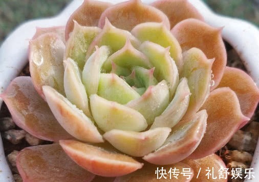 多肉昂斯诺怎么养教你3个小妙招,养出果冻色小清新的昂斯诺