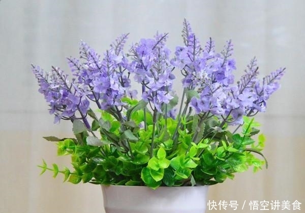 气味|这2种驱蚊草,养在家气味清香又助睡眠,好处多多,你家养了吗?