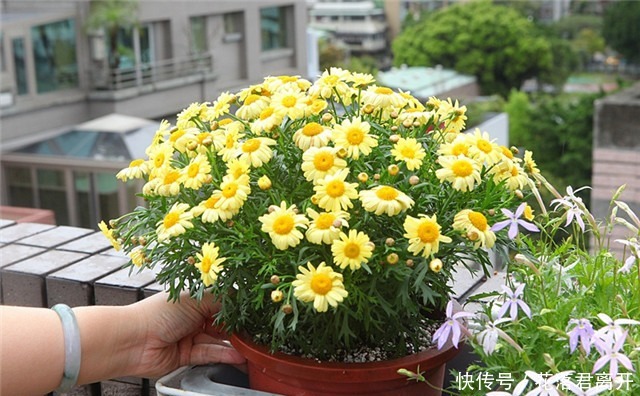 院子养花，不如养些“花中精品”玛格丽特花，姿态优美，开花繁密