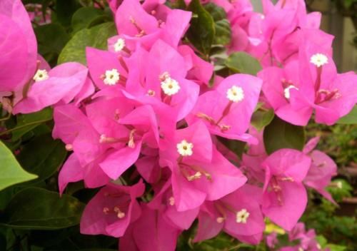 如何正确给三角梅催花，巧妙使用磷酸二氢钾，三角梅开花不断