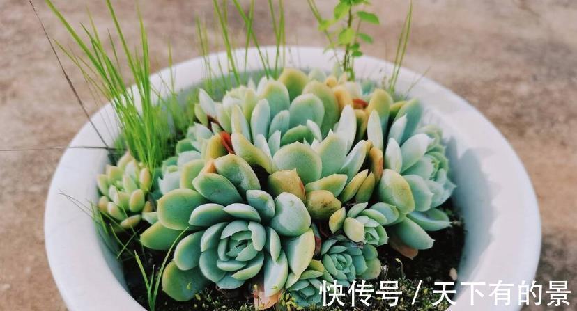 冰梅|多肉植物冰梅很香,但却不好养,这3方面要多下功夫