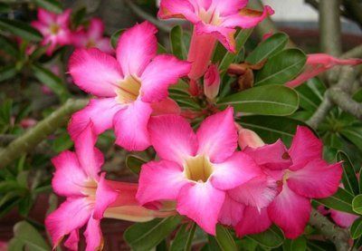 几款植物好养花量大,花开满屋子飘香,生机满满,花色美轮美奂