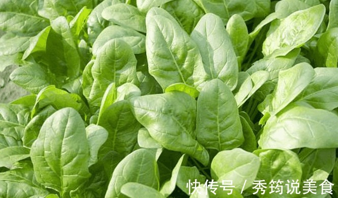 农村有种蔬菜叫菠菜,很多农村人很喜欢吃,做法非常简单
