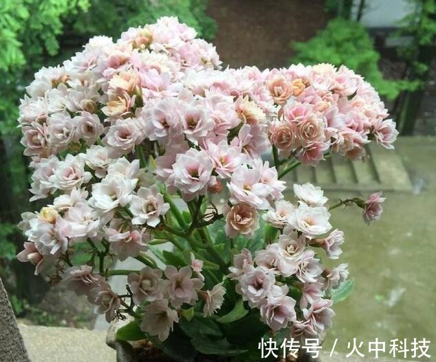 黄豆|李小姐养“长寿花”，只是加个“它”，盆盆“开满”花，美爆了！