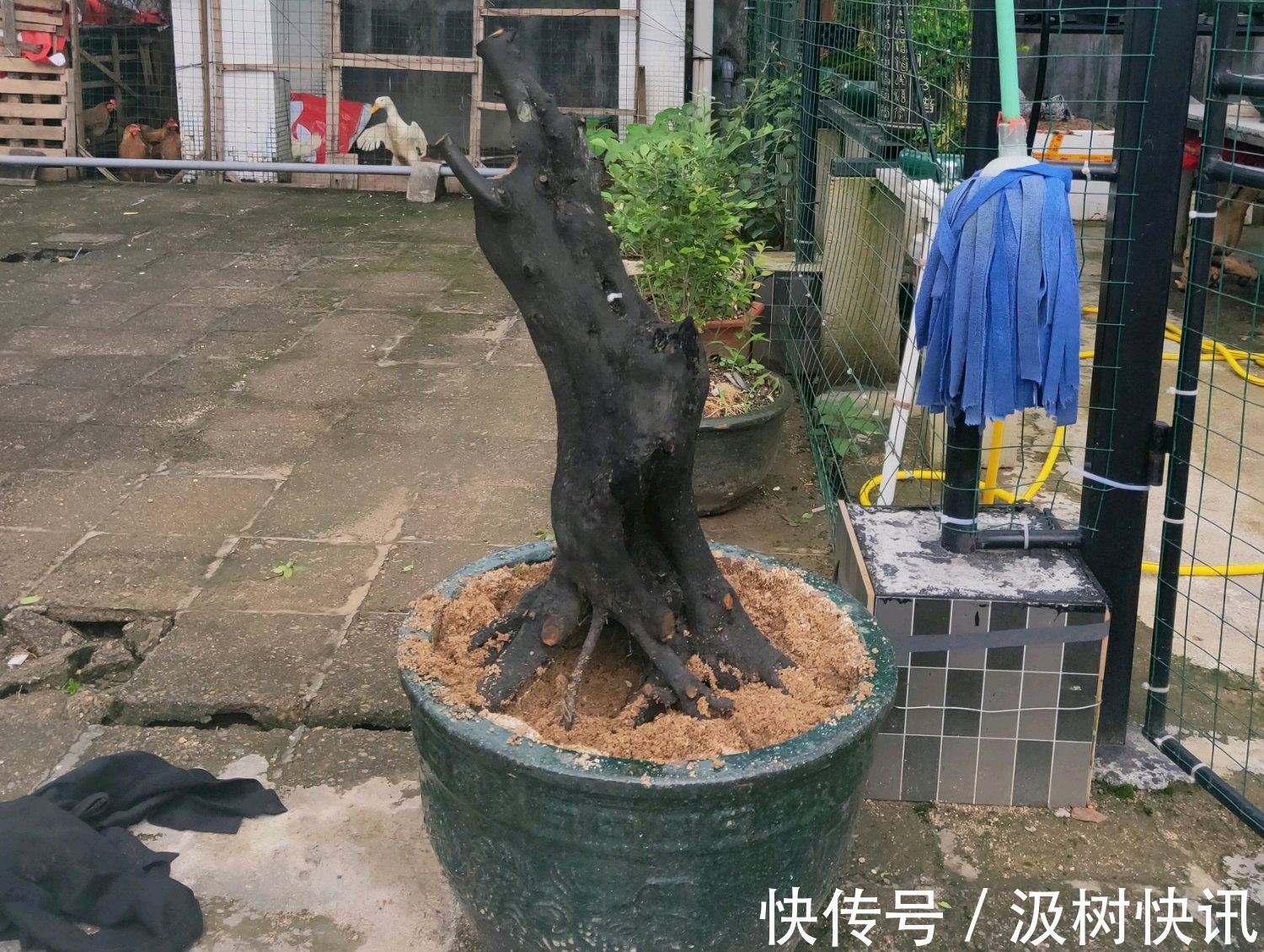 施肥烧苗掉光叶的金弹子盆景怎么办素沙深埋生根不难