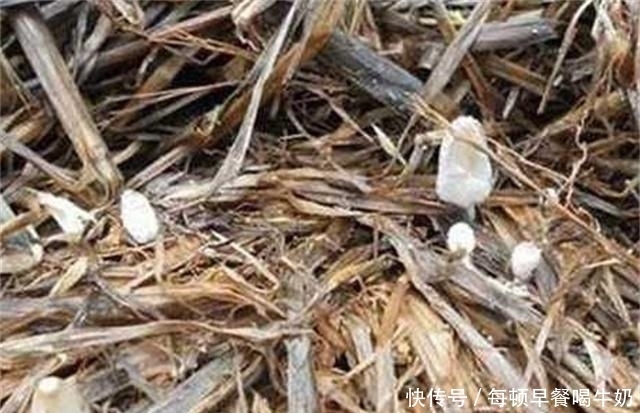 有钱人|稻草堆里的隐藏美味,有钱人都难吃到