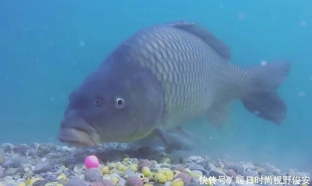 湖库的黄金钓点怎么找,这两句话吃透了,就一点也不难