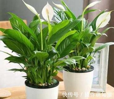 3种花就怕晒太阳,一晒就黄叶,特别难度夏