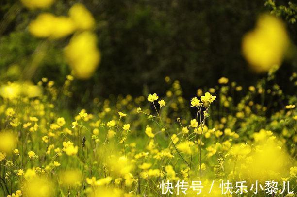 旧爱|往后9天，喜鹊送喜，真情浮现，再遇旧爱，破冰和好，再续前缘