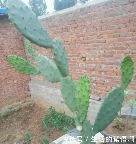 仙人掌嫁接蟹爪兰第一步,养一棵“七层宝塔”似的仙人掌!