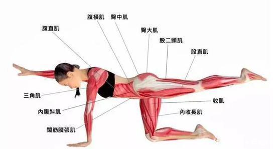 肌肉|10个支撑类动作,全面刺激核心肌群,还能紧致腰围练出马甲线