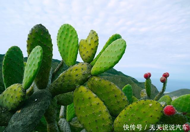  这些花就适合小盆养，耐旱，怕涝，浇越多死越快