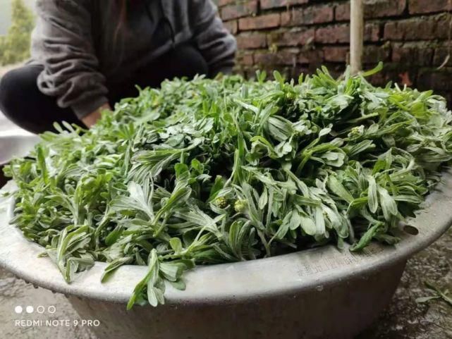 清明雨上，折菊寄相思