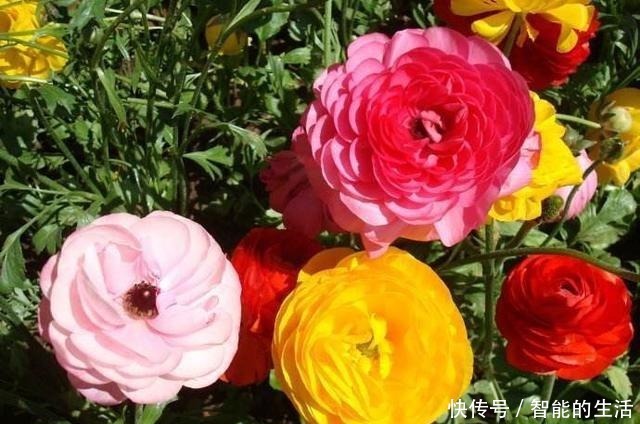 除了蟹爪兰，你可以养“芹菜”，开出牡丹花，花苞色泽艳丽又大朵！