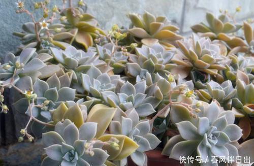 多肉|吴小姐想买盆胧月，带回家发现是冬美人，哭笑不得，太难区分了