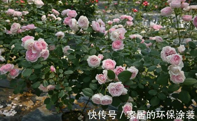 花型|太热了，“粉龙”不开花，用以下月季品种来弥补遗憾，真心不错