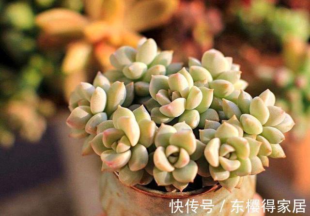 普货多肉|普货之王白牡丹,用点小技巧,轻松变成迷人的粉牡丹,特别好看