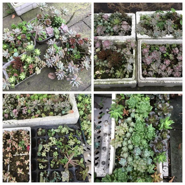 养多肉会上瘾,3年养了500多盆,既美化了环境又愉悦了心境!