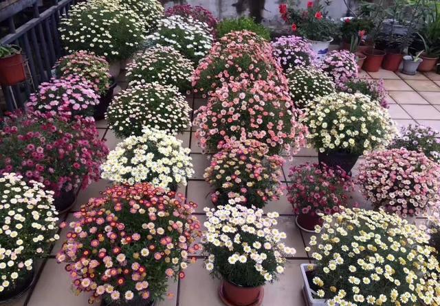 “飞速”生长的5种花,适合“急性子”,半年打造阳台花园