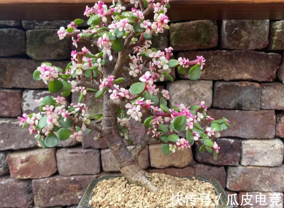 盆景|金枝玉叶盆栽养殖小技巧：日常维护、凹造型，不可忽略！