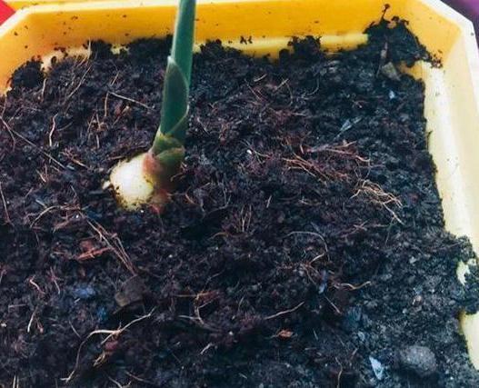 第一次养花没经验牢记''4个重点'',植物蹭蹭长、不生病