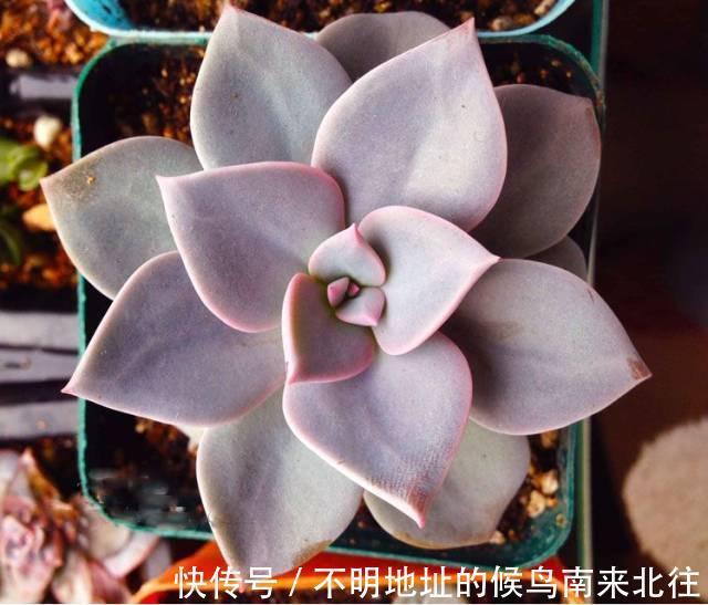 60种多肉图鉴及养护要点,1分钟学会,超全超实用!