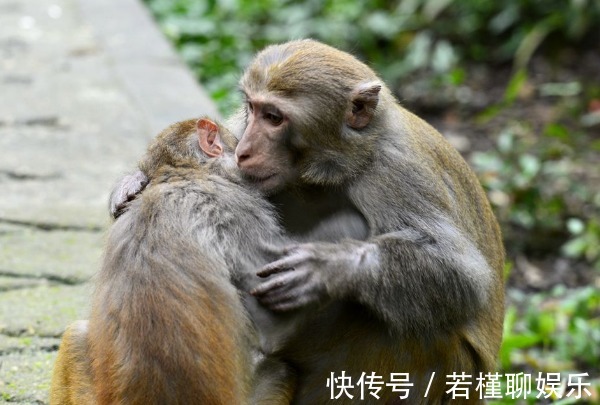 生肖|马牛虎猴鸡五大生肖，在以下几个时间点出生最好命，看看有没有你