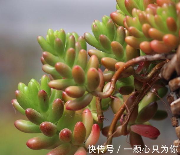 适合新手种植的四种多肉,随便放着都能长,不浇水也可以