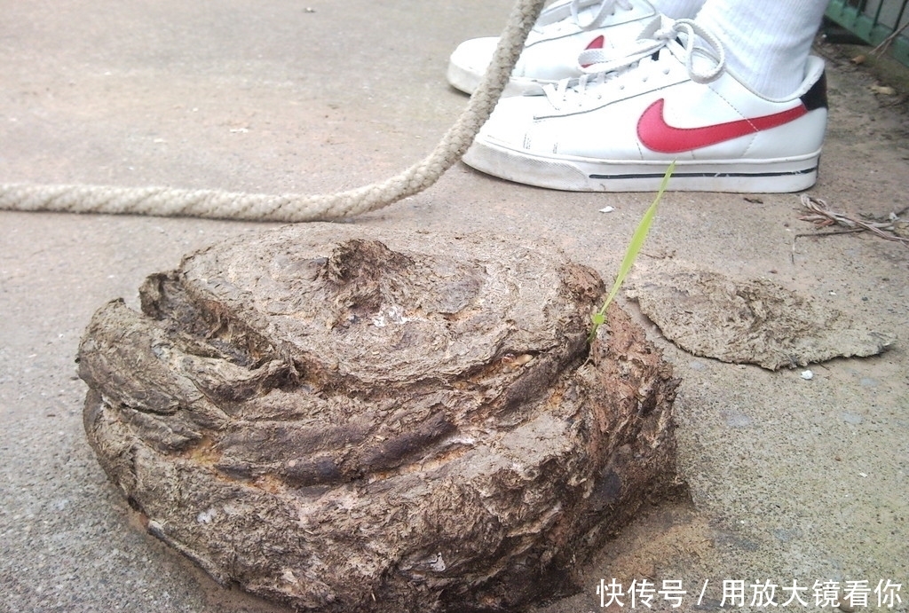 离谱|这些昂贵的动物粪便上餐桌,多数人消费不起,最离谱的让你不敢信