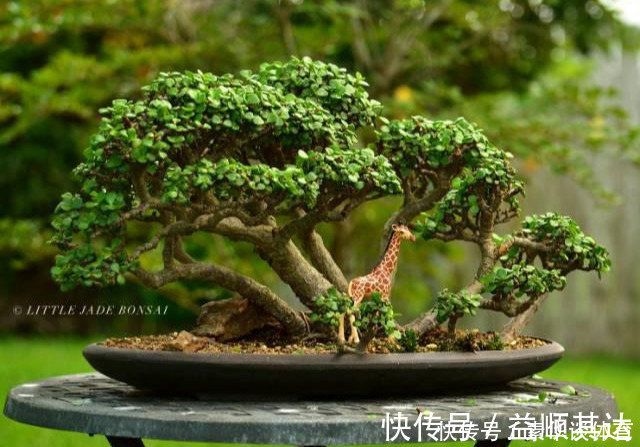 垂盆草|养花技巧6种花扔土里就能活，养死了算你厉害