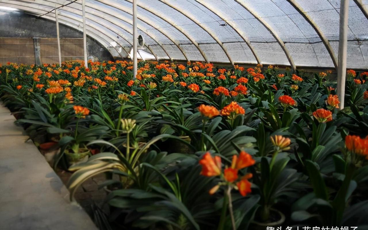 养君子兰犯4个常识性错误，难怪越养越差难见花开，新手要规避掉