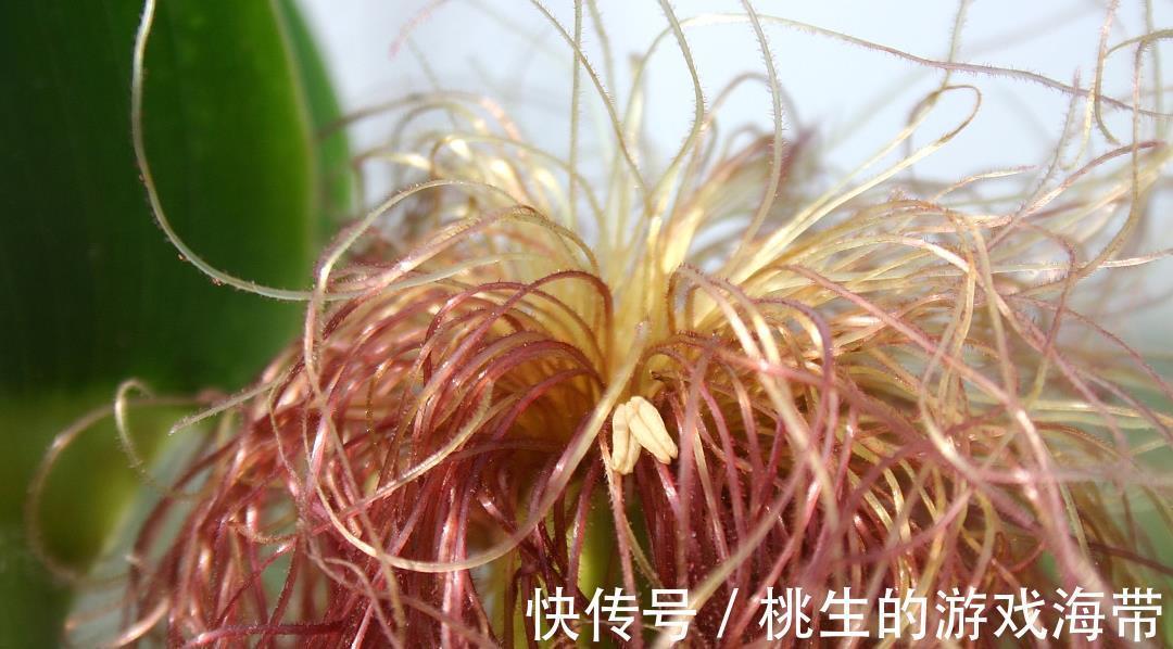 蒲公英|蔬菜嘌呤低？非也，“四种蔬菜”劝你拉黑，当心尿酸节节高