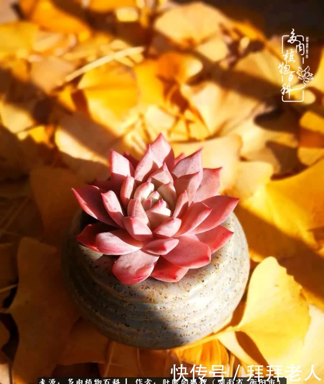 养多肉，我们到底养的是什么？