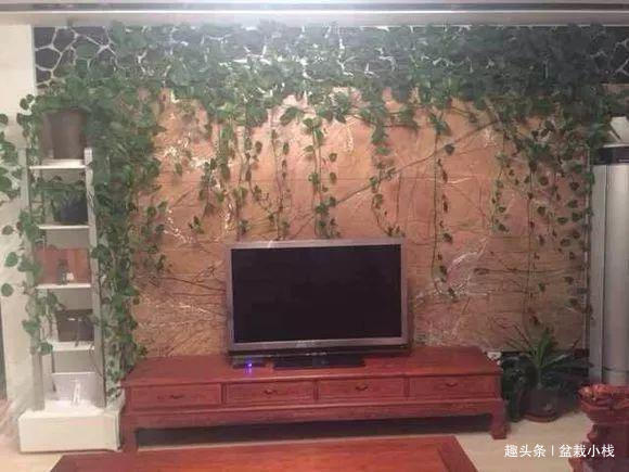 头次见绿萝这样养,2个月养出30盆,屋里叶子爬满墙