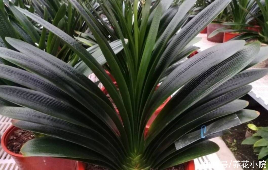 君子兰|6种花怕水涝，浇水太勤总也养不好，不是烂根就是黄叶