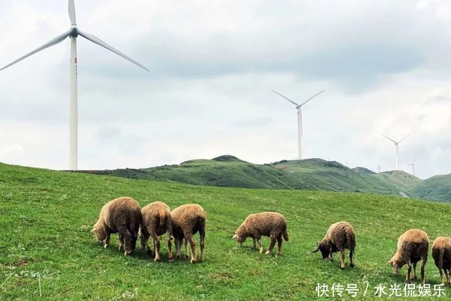 避暑胜地！“地无三尺平”的贵州，藏着一个大草原和一种传奇野果