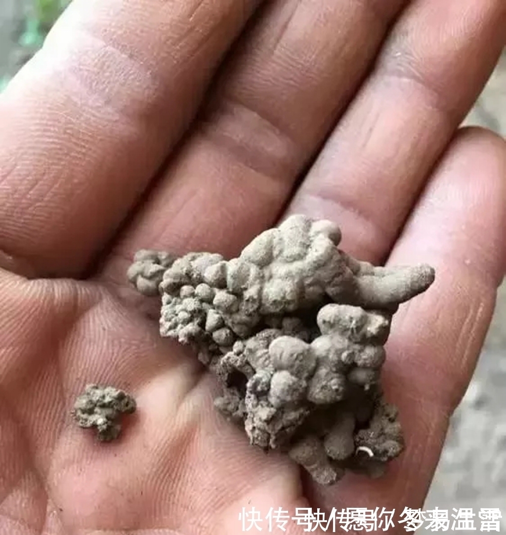 路边挖点土,养花施肥不求人,自制“营养液”,用了“蹭蹭长个”