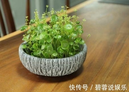 客厅|这3款“植物”再穷也要买，摆在客厅旺运也“旺家”，不要再错过