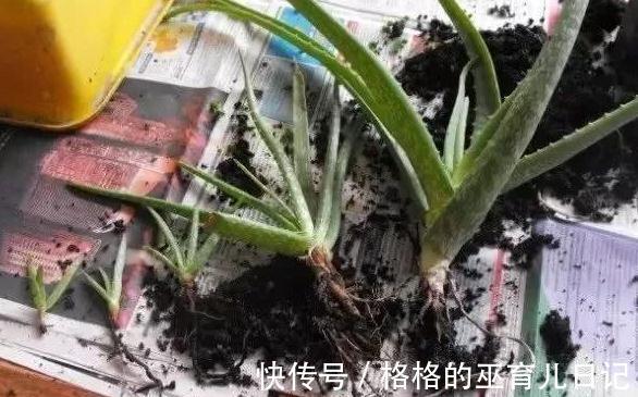 扦插植物不生根，教你6招小技巧，生根快，成活率倍增
