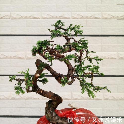 树桩盆景怎么提升价值试试促老催古，看上去古老苍劲