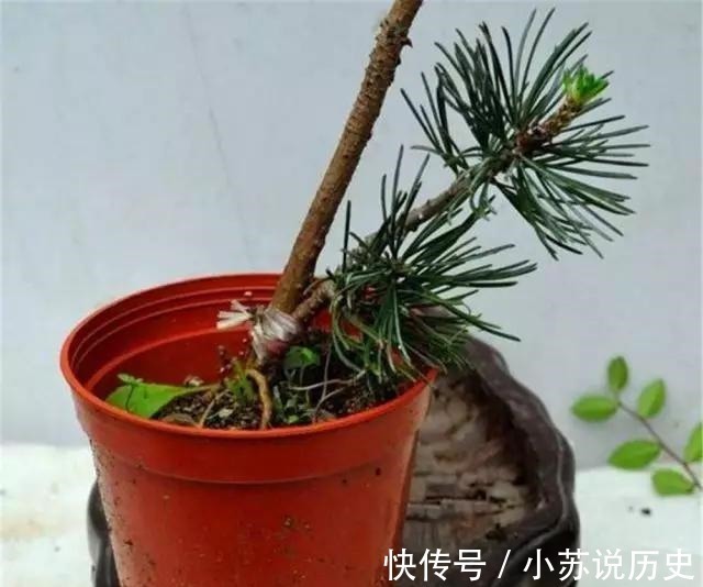 没事在家扦插4种“盆景贵树”,取截枝条插土里,生根快、价值高