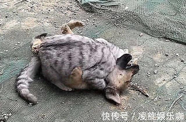 奶狗|小狗在院子里不停吠叫,以为是被邻居揍了,查看后:这都干不过?