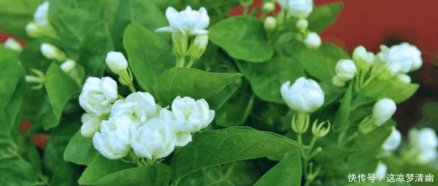 茉莉花开半年的秘诀在这里, 老阿姨告诉我们就是这么简单!