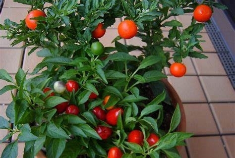 叶子比果实更有毒,有孩子的家庭最好不要养