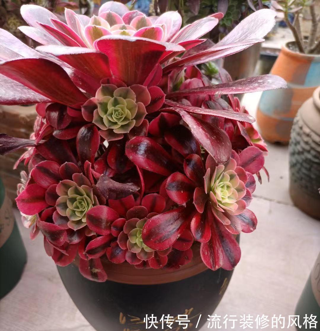 秋天养多肉最省心，直接放在院子里，完全不用管，很快出状态