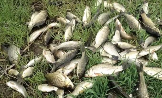 五分钟告别“空军”,春钓大板鲫就数这钓法才最狠,十人用九人爽