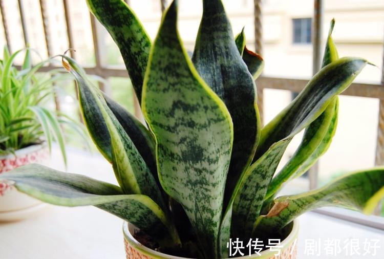 打理|三伏天,养花难就盆栽虎皮兰,净化效果好,打理只需抓住3点