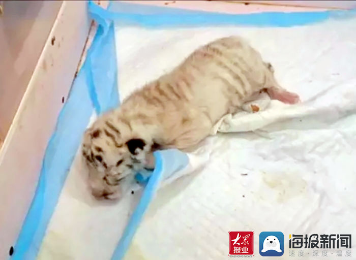饲养员|2022年菏泽第一只白虎宝宝降生 将于虎年五一与游客见面