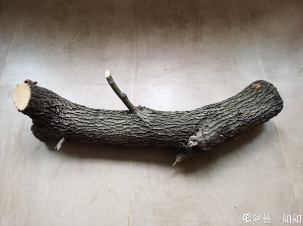 diy|别人不要的烂木桩,我捡回家种多肉,价值翻了20倍!