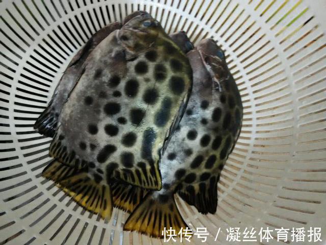 烹饪|买鱼就选择这5种鱼，刺很少，味道还特别鲜美，是烹饪的好食材